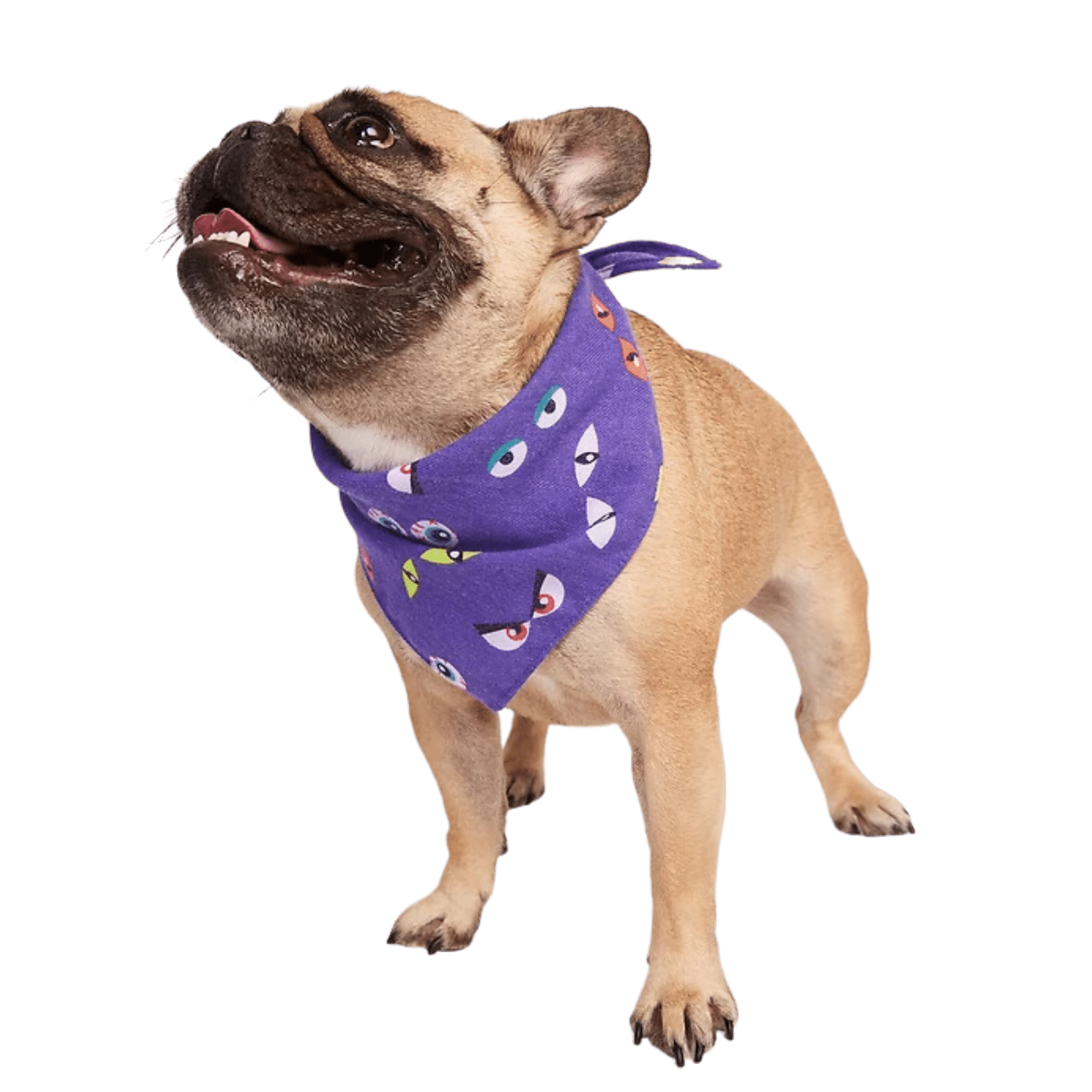 BANDANA OJOS HALLOWEEN PARA PERROS LA PLAQUITA