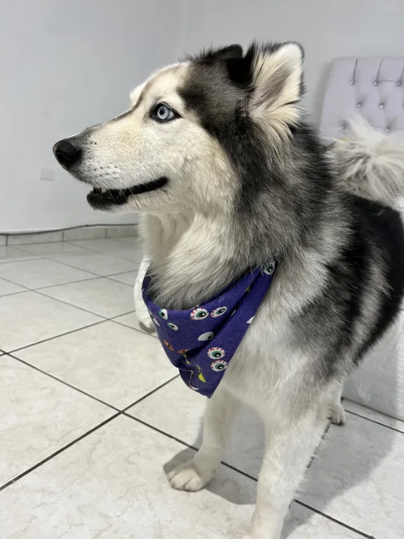 BANDANA OJOS HALLOWEEN PARA PERROS LA PLAQUITA