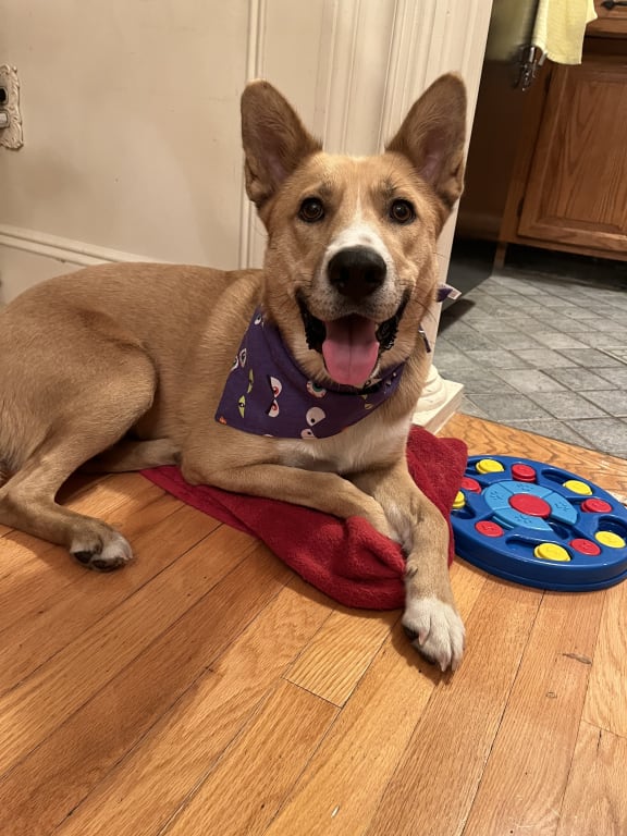 BANDANA OJOS HALLOWEEN PARA PERROS LA PLAQUITA